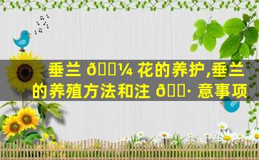 垂兰 🌼 花的养护,垂兰的养殖方法和注 🕷 意事项